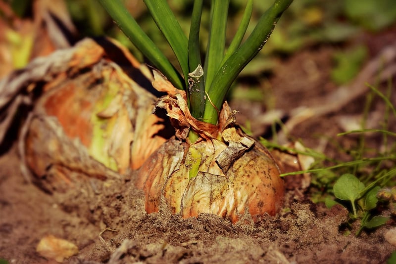 Best soil mixes