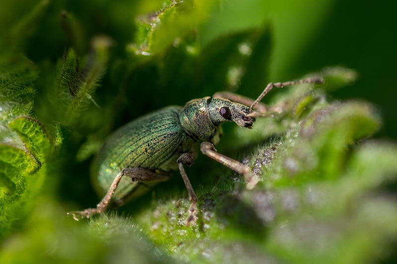 Common pests